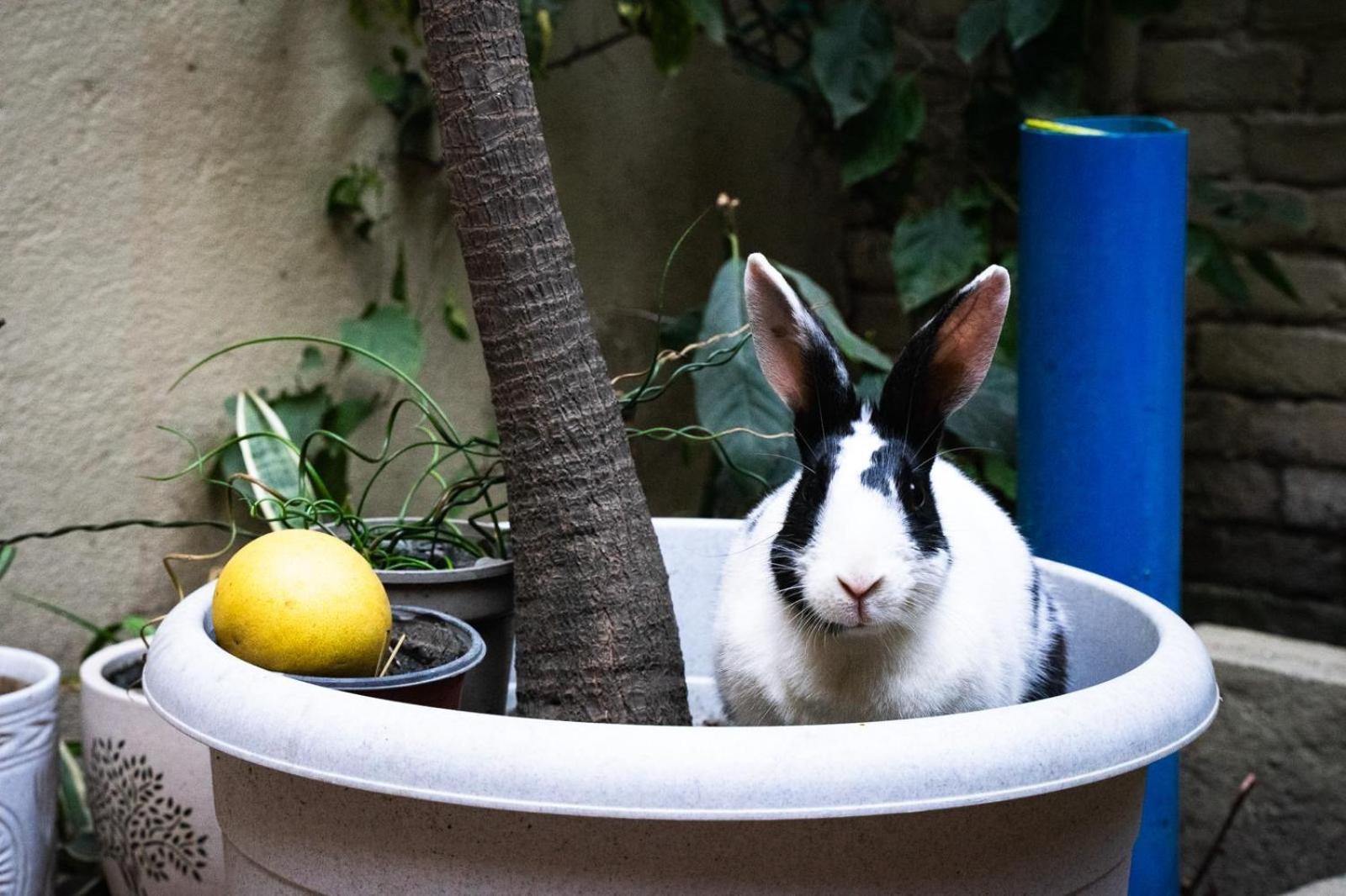 カトマンズThe Melo Pomelo Courtyard.アパートメント エクステリア 写真